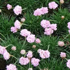 ARMERIA maritima 'Rosea compacta' - Gazon d'Espagne 'Rosea'