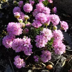 ARMERIA maritima 'Rosea compacta' - Gazon d'Espagne 'Rosea'