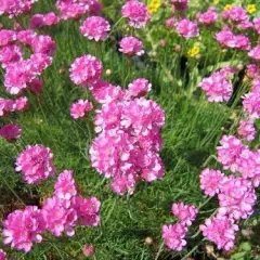 ARMERIA maritima 'Rosea compacta' - Gazon d'Espagne 'Rosea'