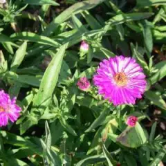 ASTER dumosus 'Alice Haslam'