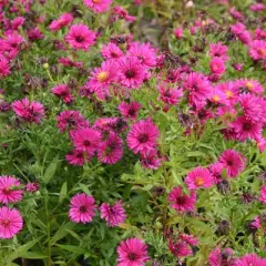 ASTER dumosus 'Jenny'