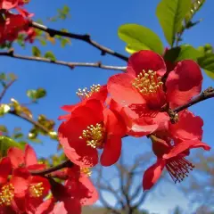 CHAENOMELES superba 'Vermillon' - Cognassier du Japon rouge orangé 'Vermillon'