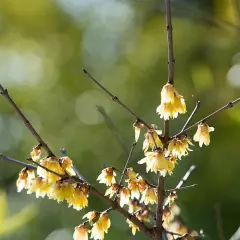 CHIMONANTHUS praecox - Chimonanthe précoce parfumée