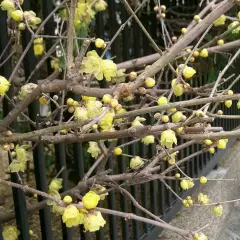 CHIMONANTHUS praecox - Chimonanthe précoce parfumée