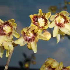 CHIMONANTHUS praecox - Chimonanthe précoce parfumée