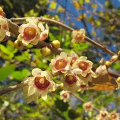 CHIMONANTHUS praecox - Chimonanthe précoce parfumée