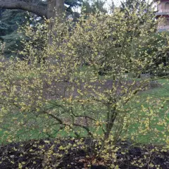 CHIMONANTHUS praecox - Chimonanthe précoce parfumée