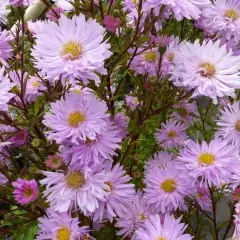 ASTER novi-belgii 'Fellowship' - Aster d'automne