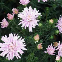 ASTER novi-belgii 'Fellowship' - Aster d'automne