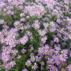 ASTER ericoides 'Pink Star'