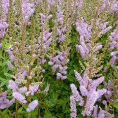 ASTILBE chinensis 'Pumila' - Astilbe de Chine