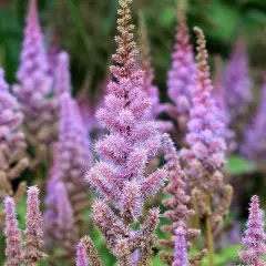 ASTILBE chinensis 'Pumila' - Astilbe de Chine