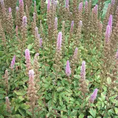 ASTILBE chinensis 'Pumila' - Astilbe de Chine