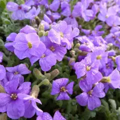 AUBRIETE 'Cascade Blue' - Aubriète à fleurs bleu