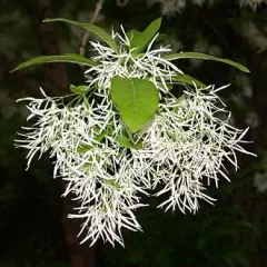 CHIONANTHUS virginicus