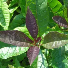 CHIONANTHUS virginicus