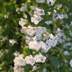 CALAMINTHA nepeta - Petit calament