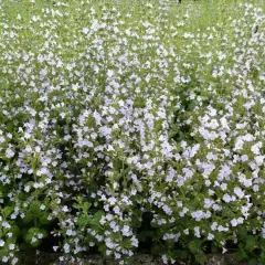 CALAMINTHA nepeta - Petit calament