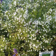 CALAMINTHA nepeta - Petit calament