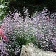 CALAMINTHA nepeta - Petit calament