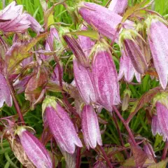 CAMPANULA takesimana 'Elisabeth' - Campanule