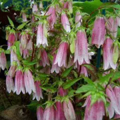 CAMPANULA takesimana 'Elisabeth' - Campanule