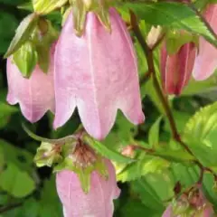 CAMPANULA takesimana 'Elisabeth' - Campanule