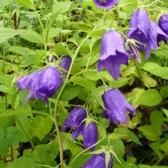 CAMPANULA 'Kent Belle' - Campanule