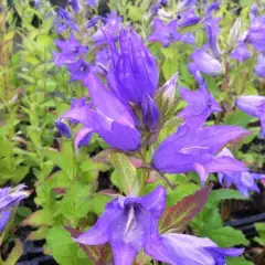 CAMPANULA latifolia 'Macrantha' - Campanule à feuilles larges