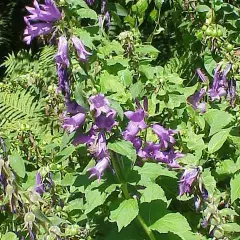 CAMPANULA latifolia 'Macrantha' - Campanule à feuilles larges