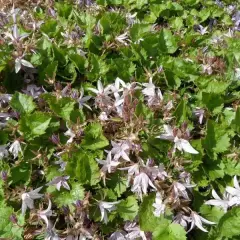 CAMPANULA poscharskyana 'Lisduggan Variety'