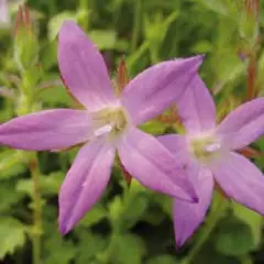 CAMPANULA poscharskyana 'Lisduggan Variety'