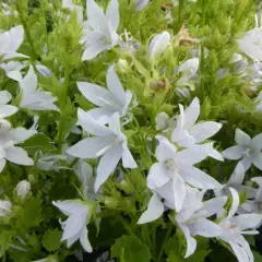 CAMPANULA poscharskyana 'E. H. Frost' - Campanule des murs