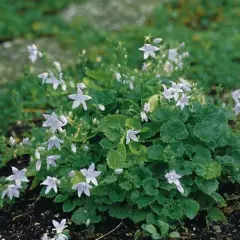 CAMPANULA poscharskyana 'E. H. Frost' - Campanule des murs