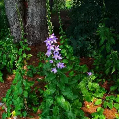 CAMPANULA Pyramidalis - Campanule pyramidale