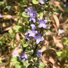 CAMPANULA Pyramidalis - Campanule pyramidale