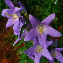 CAMPANULA Pyramidalis - Campanule pyramidale