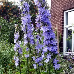 CAMPANULA Pyramidalis - Campanule pyramidale