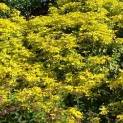 CHOISYA ternata 'Sundance' - Oranger de Mexique