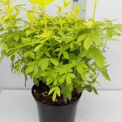 CHOISYA ternata 'Sundance' - Oranger de Mexique