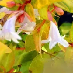 ABELIA grandiflora 'Francis Masson' - Abélie à feuille jaune