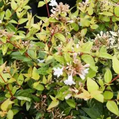 ABELIA grandiflora 'Francis Masson' - Abélie à feuille jaune