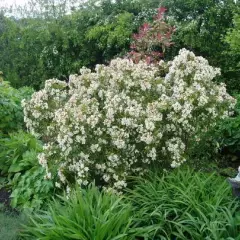 CHOISYA ternata 'Aztec Pearl' - Oranger du Mexique