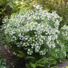 CHOISYA ternata 'Aztec Pearl' - Oranger du Mexique