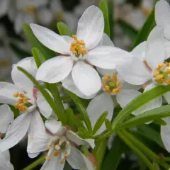 CHOISYA ternata 'Aztec Pearl' - Oranger du Mexique