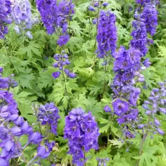 DELPHINIUM x pacific 'Black Knight' - Pied-d'alouette 'Black Knight'