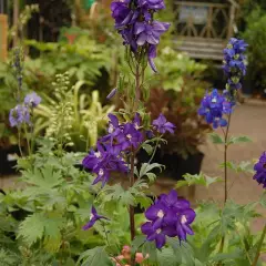 DELPHINIUM x pacific 'Black Knight' - Pied-d'alouette 'Black Knight'