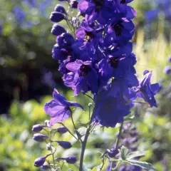 DELPHINIUM x pacific 'Black Knight' - Pied-d'alouette 'Black Knight'