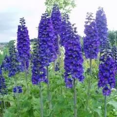 DELPHINIUM x pacific 'Black Knight' - Pied-d'alouette 'Black Knight'