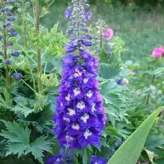 DELPHINIUM x pacific 'King Arthur'